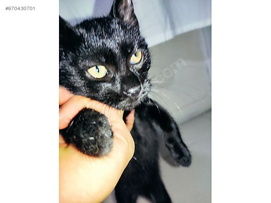 Kedi Tekir Tekir Cinsi Yavru Kedi Sahibinden Comda 970430701