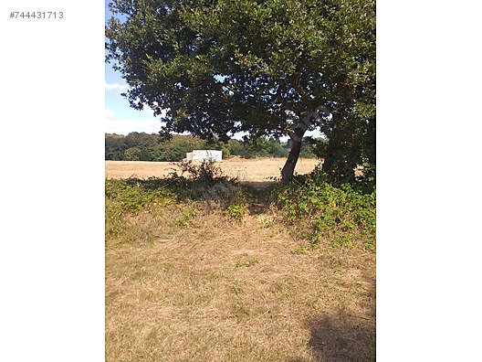 gebze kargali koyu 1000 m2 koye yurume mesafesinde orman cepheli satilik arsa ilanlari sahibinden com da 744431713