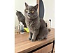 Pets & Livestock / Pets / Cats / British Shorthair