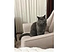 Pets & Livestock / Pets / Cats / British Shorthair