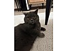 Pets & Livestock / Pets / Cats / British Shorthair