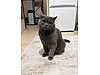 Pets & Livestock / Pets / Cats / British Shorthair