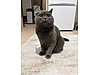 Pets & Livestock / Pets / Cats / British Shorthair