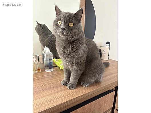 Pets & Livestock / Pets / Cats / British Shorthair