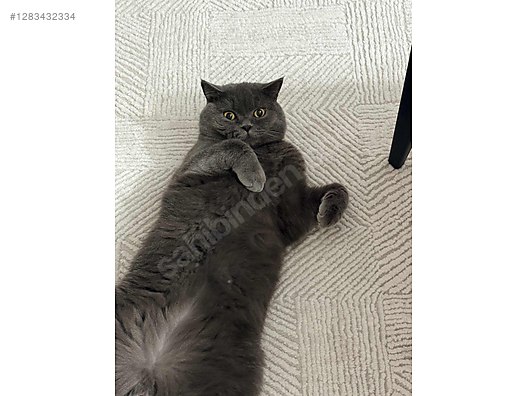 Pets & Livestock / Pets / Cats / British Shorthair