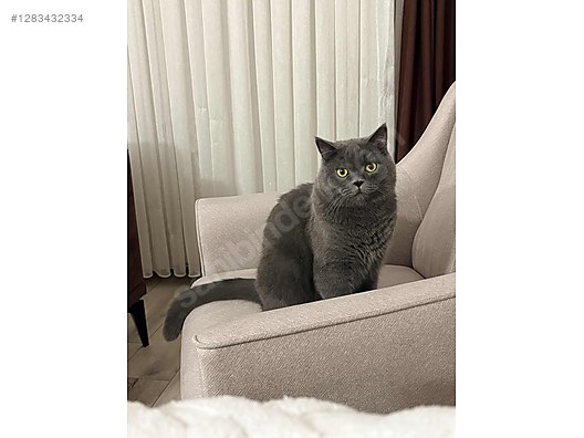 Pets & Livestock / Pets / Cats / British Shorthair