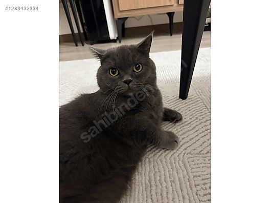 Pets & Livestock / Pets / Cats / British Shorthair