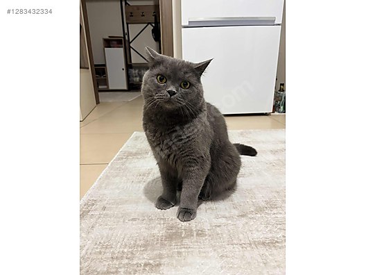 Pets & Livestock / Pets / Cats / British Shorthair