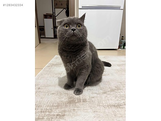 Pets & Livestock / Pets / Cats / British Shorthair