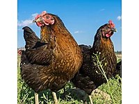 kocaeli satilik tavuk cinsleri ve fiyatlari sahibinden com da 4