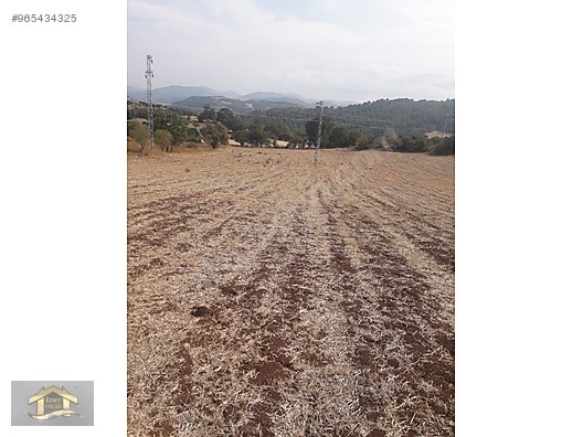 çanakkale satılık zeytinlik sahibinden