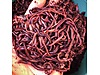 Pets & Livestock / Reptiles / Earthworm