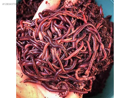 Pets & Livestock / Reptiles / Earthworm