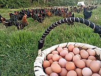 Kemalpasa Satilik Tavuk Cinsleri Ve Fiyatlari Sahibinden Com Da