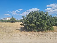 Manisa Yunusemre Osmancalıda 398 m² Yola Cepheli Konut Arsası #1256437981