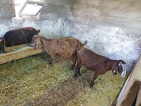 keci halep kecisi sahibinden comda 985438217