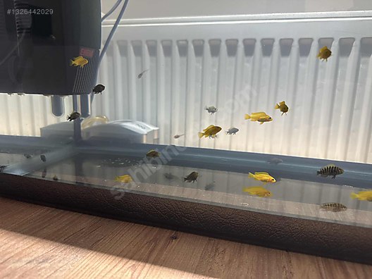 Cichlids / Tropheus / Blac kriza yavru on sahibinden.com - 1326442029
