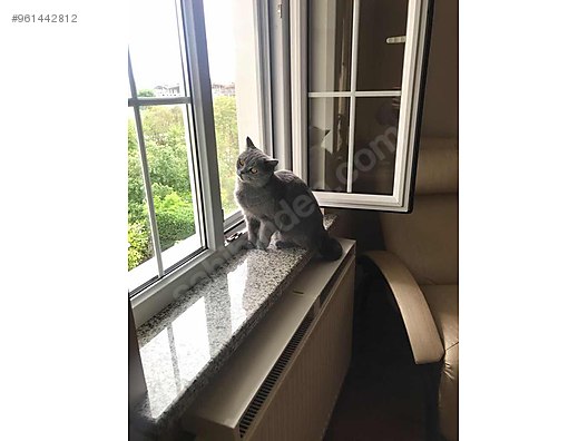 Kedi Ayak Sikismasini Onleyen Petek Ustu Pinek Sehpasi Sahibinden Comda 961442812