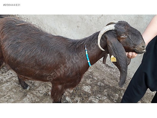 hatay reyhanli halep sami kecisi hayvanlar alemi ilanlari sahibinden com da hatay reyhanli halep sami kecisi hayvanlar alemi ilanlari sahibinden com da