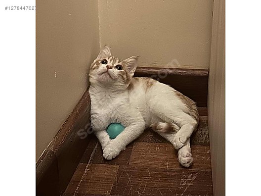 Hayvanlar Alemi / Evcil Hayvanlar / Kedi / Melez