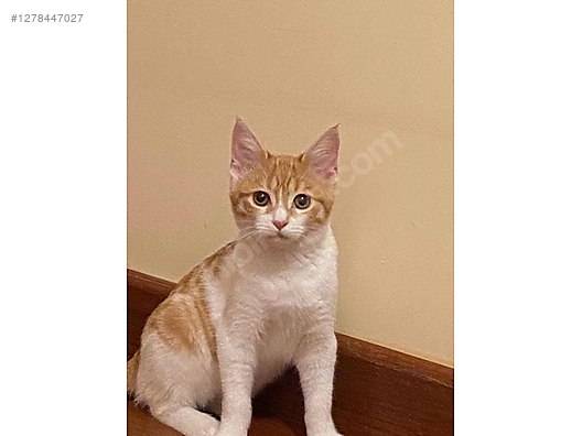 Hayvanlar Alemi / Evcil Hayvanlar / Kedi / Melez