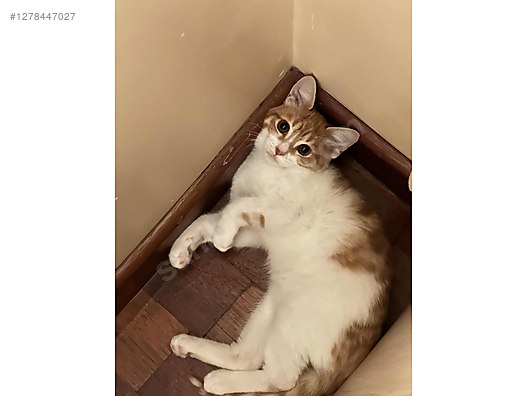 Hayvanlar Alemi / Evcil Hayvanlar / Kedi / Melez