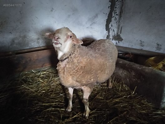 Koyun Merinos Kabak Koc Sahibinden Comda 885447070
