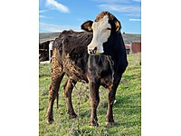 6 Adet Tek Kapı Malı Gebe Genç Düveler #1283447528