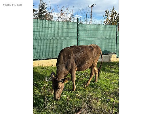 Hayvanlar Alemi / Büyükbaş Hayvanlar / Boğa