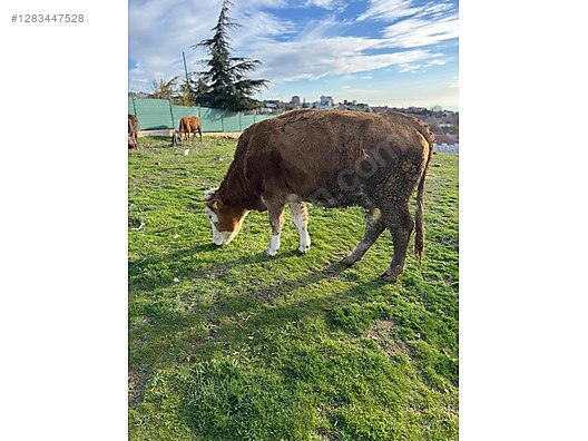 Hayvanlar Alemi / Büyükbaş Hayvanlar / Boğa