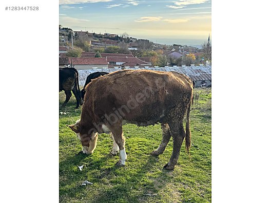 Hayvanlar Alemi / Büyükbaş Hayvanlar / Boğa