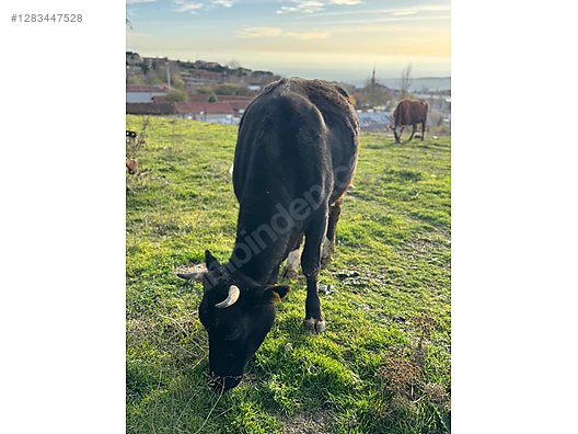 Hayvanlar Alemi / Büyükbaş Hayvanlar / Boğa