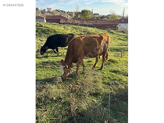 Hayvanlar Alemi / Büyükbaş Hayvanlar / Boğa