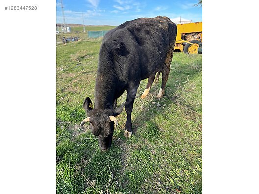 Hayvanlar Alemi / Büyükbaş Hayvanlar / Boğa