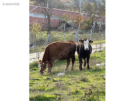 Hayvanlar Alemi / Büyükbaş Hayvanlar / Boğa