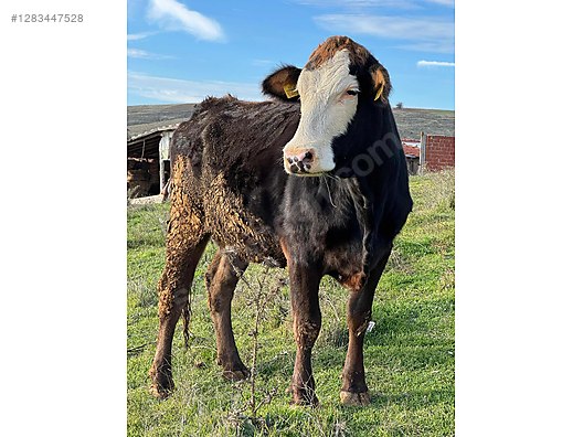 Hayvanlar Alemi / Büyükbaş Hayvanlar / Boğa