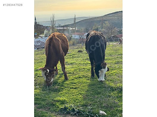 Hayvanlar Alemi / Büyükbaş Hayvanlar / Boğa