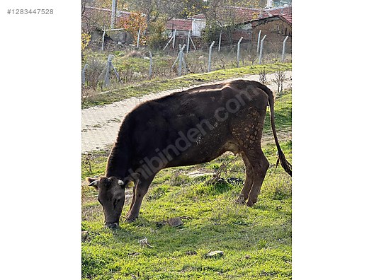 Hayvanlar Alemi / Büyükbaş Hayvanlar / Boğa