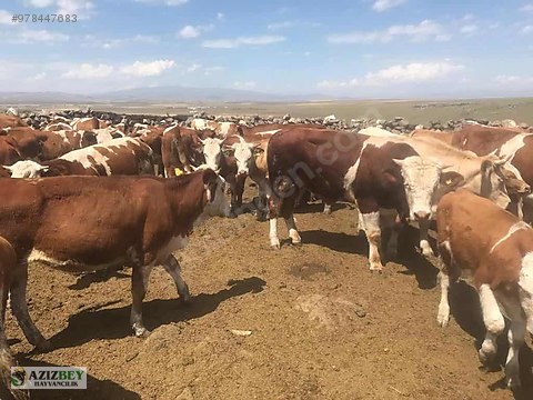 boga kars hayvanpazarindan koylerden hayvan temini uygun 05550152536 sahibinden comda 978447683 boga kars hayvanpazarindan koylerden hayvan temini uygun 05550152536 sahibinden comda 978447683