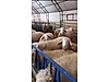 Pets & Livestock / Small Livestock / Sheep