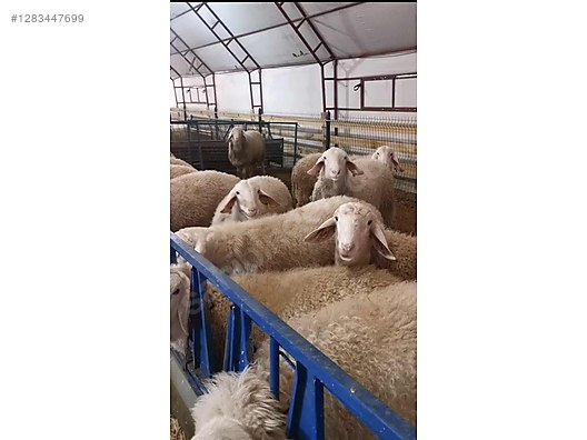 Pets & Livestock / Small Livestock / Sheep