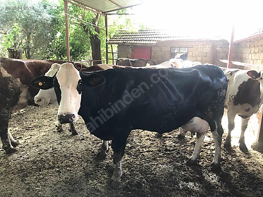 besilicigi birakiyorum butun inekler satilik simental kaliteli turkiye nin ucretsiz ilan sitesi sahibinden com da 935448514 besilicigi birakiyorum butun inekler satilik simental kaliteli turkiye nin ucretsiz ilan sitesi sahibinden com da 935448514