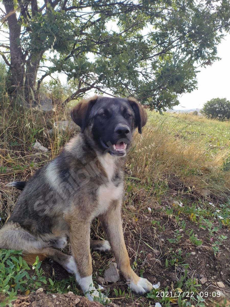 Köpek / Kangal / Ücretsiz Sahiplendirme 940450225