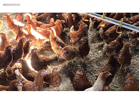 Tavuk Asilari Tam Klavuzda Ataks Sendey Susex Lohman Tinted Sahibinden Comda 968450525 Tavuk Asilari Tam Klavuzda Ataks Sendey Susex Lohman Tinted Sahibinden Comda 968450525