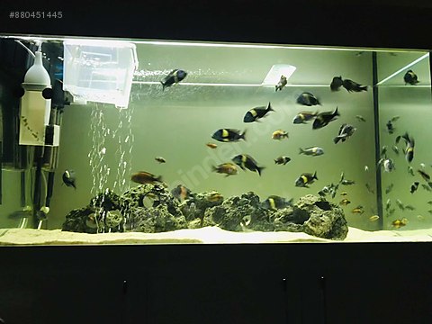 Cichlidler Tropheus Masva Yavru Sahibinden Comda 880451445
