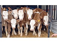 satilik buyukbas hayvanlar ilanlari ve fiyatlari sahibinden com da 17 satilik buyukbas hayvanlar ilanlari ve fiyatlari sahibinden com da 17