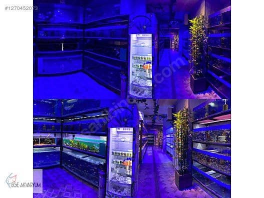 Pets & Livestock / Foods & Feeds / Beetle / Feed