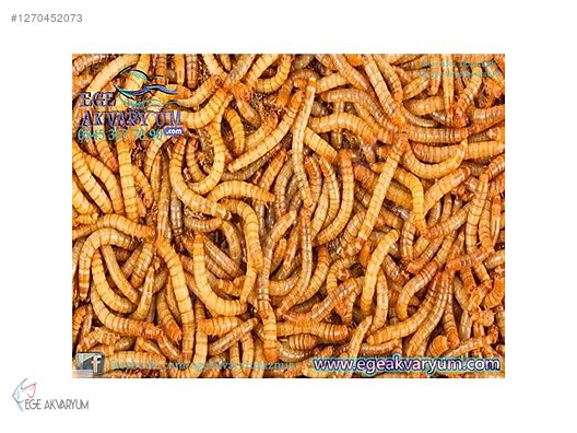 Pets & Livestock / Foods & Feeds / Beetle / Feed