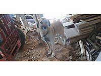 ucretsiz kangal kopek sahiplendirme ilanlari sahibinden com