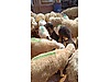 Pets & Livestock / Small Livestock / Sheep
